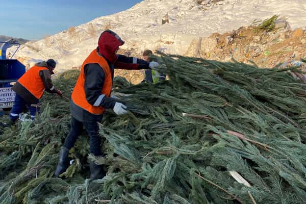 «Спецавтобаза» в Арамиле начинает принимать ёлки на переработку