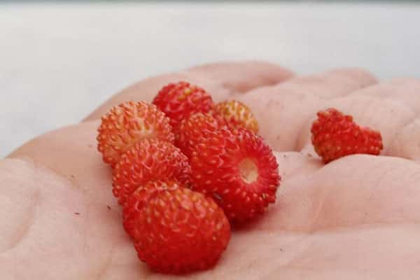 В уральских лесах поспела первая земляника