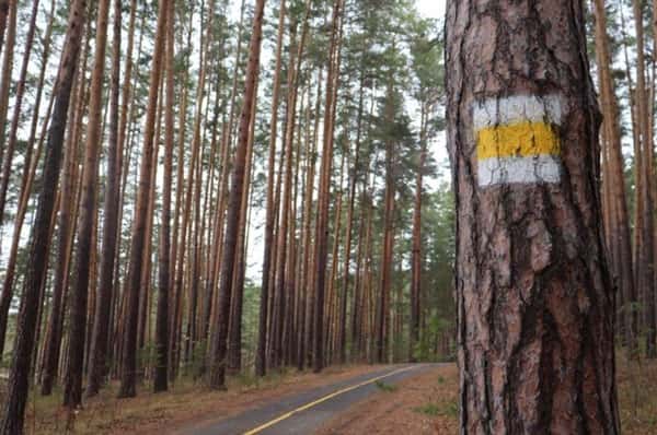 Ультрамарафон по «Сысертской сотне» перенесли на осень