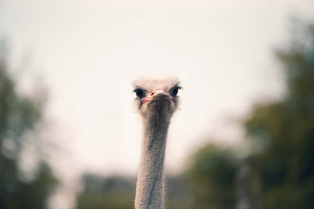 С фермы под Сысертью сбежал страус