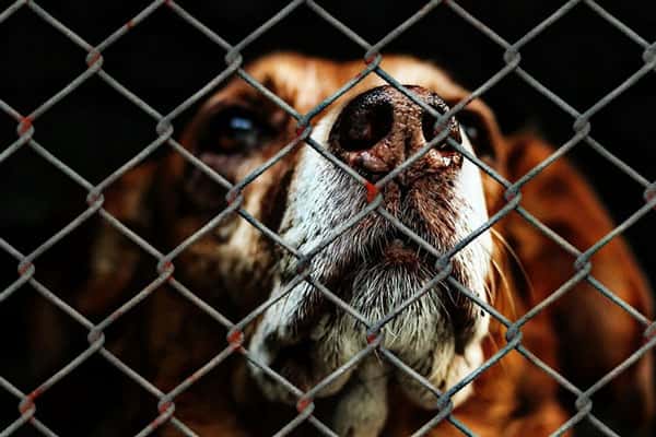 Собачий приют в Сысерти пытается закрыть владелец завода по соседству