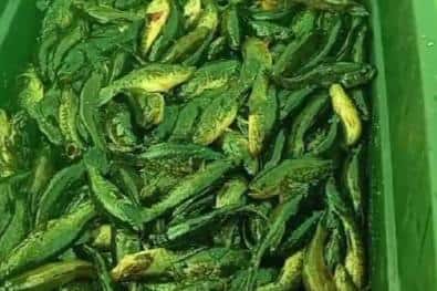 На озере в Сысерти рыбак наловил более 20 килограммов рыбы