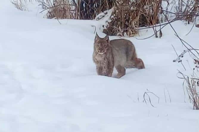 В Арамиле рысь вышла из леса в жилой район