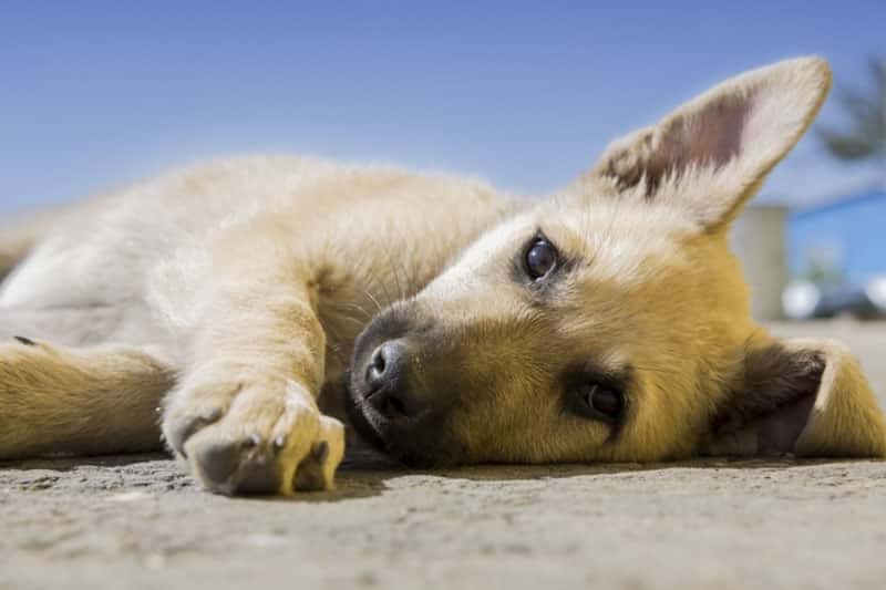 Ответственное решение - взять собаку на передержку