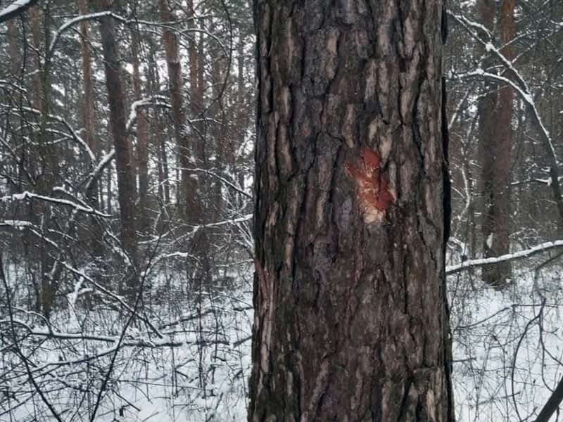 На лесном массиве у Арамиля кто-то массово повреждает лес, а жители не понимают, кто виноват