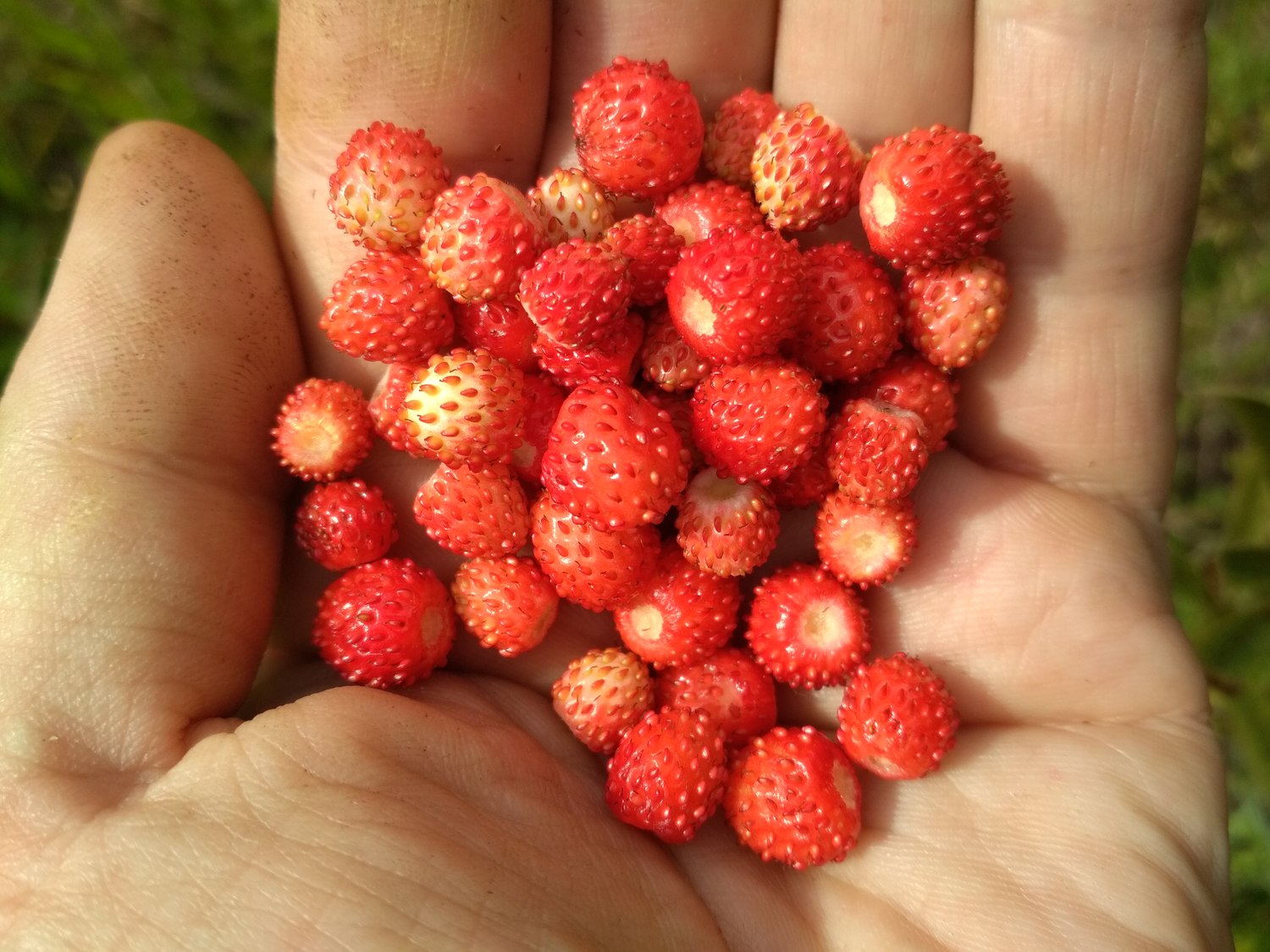 Арамильцы радуются урожаям — земляники нынче даже в окрестностях города-спутника достаточно, чтобы полакомиться и запастись на зиму Арамильцы радуются урожаям — земляники нынче даже в окрестностях города-спутника достаточно, чтобы полакомиться и запастись на зиму