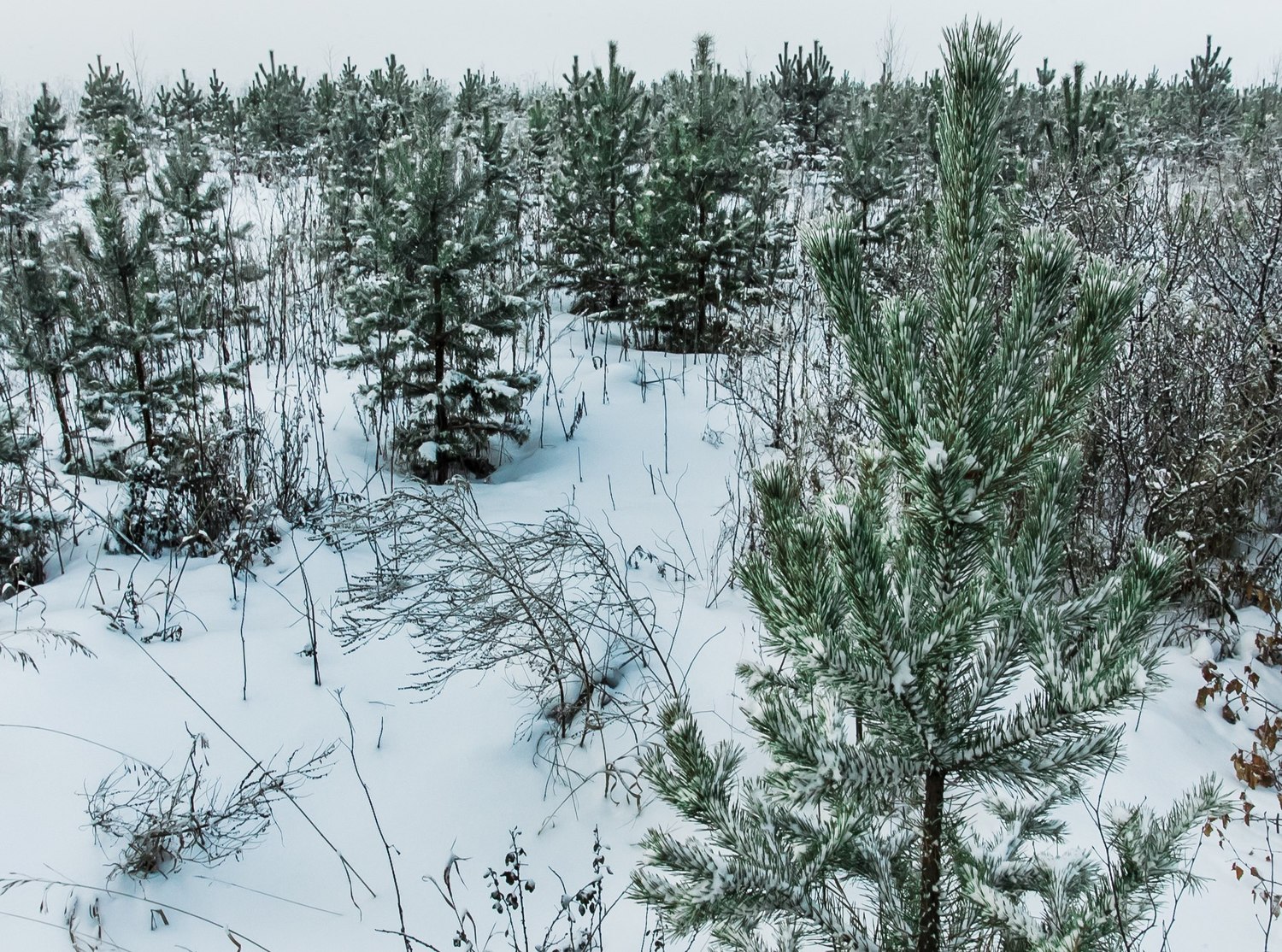 Арамильские елочки начнут усиленно охранять — полицейские и лесничие будут шерстить проезжающие автомобили, а нарушителей карать рублем