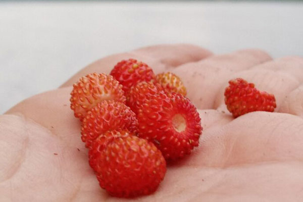 В уральских лесах поспела первая земляника В уральских лесах поспела первая земляника