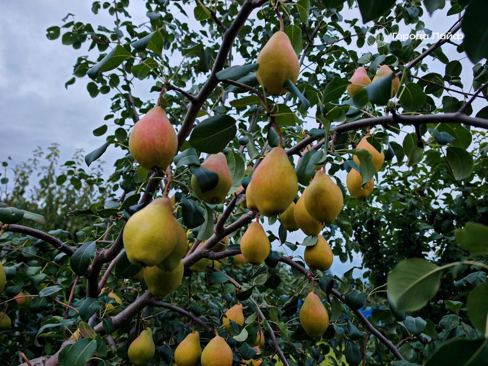 Тёплая зима угрожает урожаю: почки деревьев набухли, снега нет | Без снега и с набухшими почками: как тёплая зима может снизить урожай