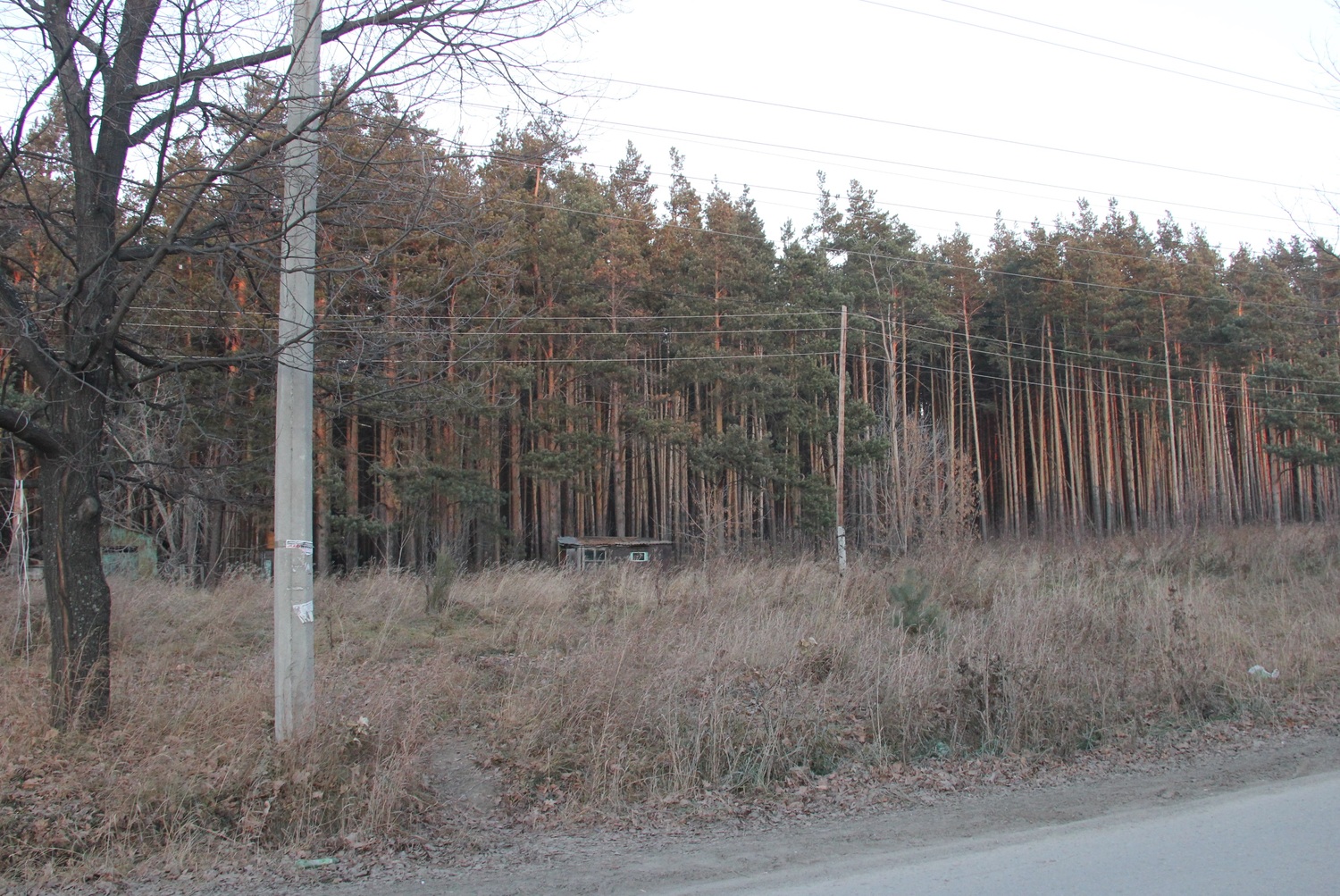 «Решается судьба арамильского леса». Жителей улицы Садовая и примыкающих к ней просят показать свое неравнодушие