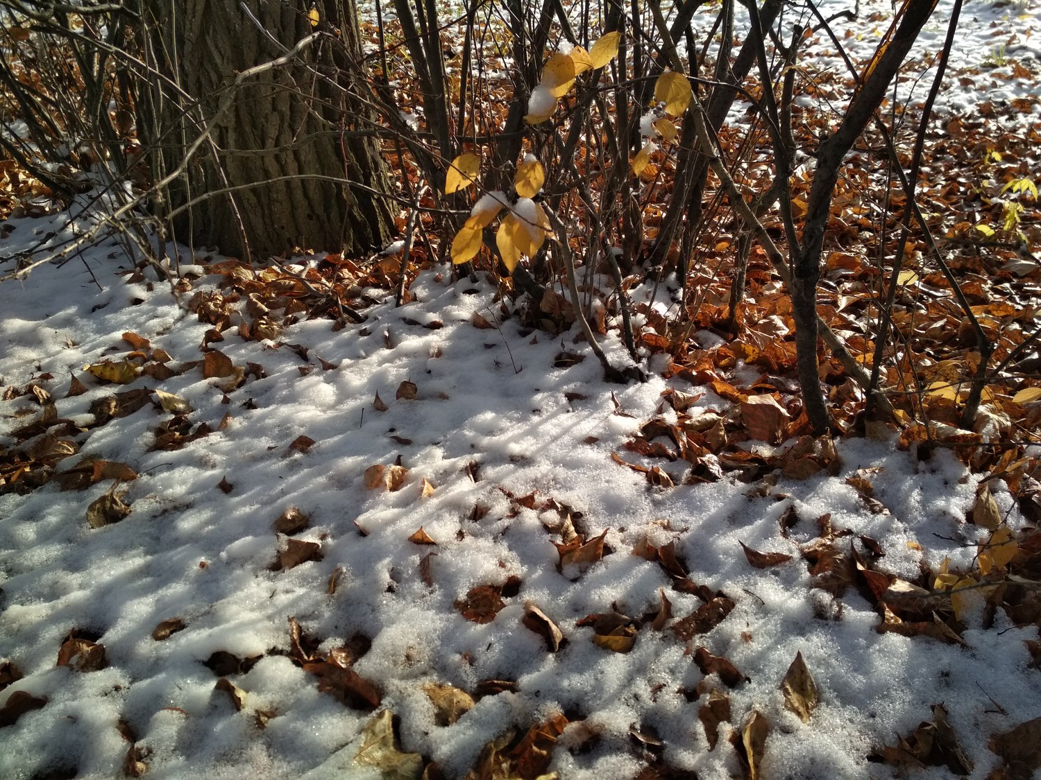 Такая вот красота: первый заметный снежок, выпавший в ночь на понедельник в Арамили, вдохновил людей на оригинальные фотографии