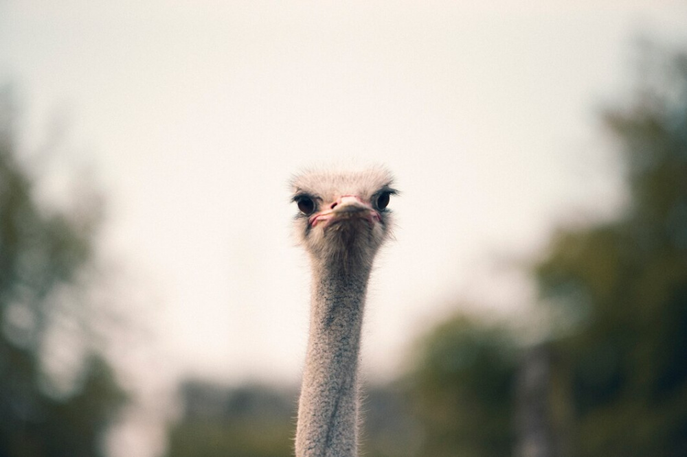 С фермы под Сысертью сбежал страус | На Урале разыскивают сбежавшего страуса