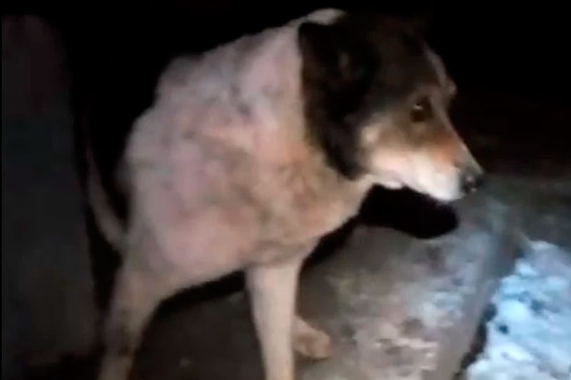 В Арамиле волонтеры спасли собаку, провалившуюся в коллектор