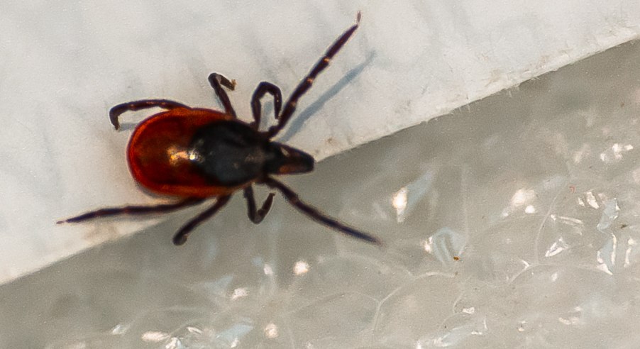 За полчаса около Арамиля легко «наловить» несколько клещей — простая прогулка может обернуться серьезными проблемами! За полчаса около Арамиля легко «наловить» несколько клещей — простая прогулка может обернуться серьезными проблемами!