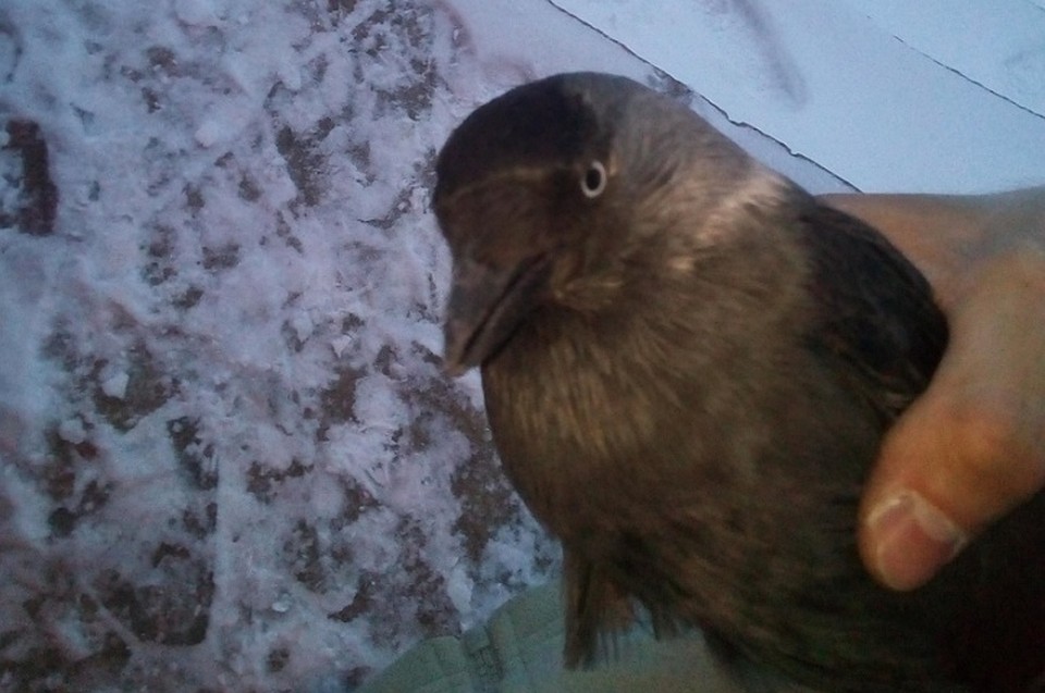 В коттедж к жительнице Арамиля залетел галчонок и угодил в западню — в дымоход. Вызволять пернатого пришлось спасателю... В коттедж к жительнице Арамиля залетел галчонок и угодил в западню — в дымоход. Вызволять пернатого пришлось спасателю...