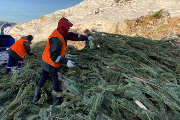«Спецавтобаза» в Арамиле начинает принимать ёлки на переработку «Спецавтобаза» в Арамиле начинает принимать ёлки на переработку