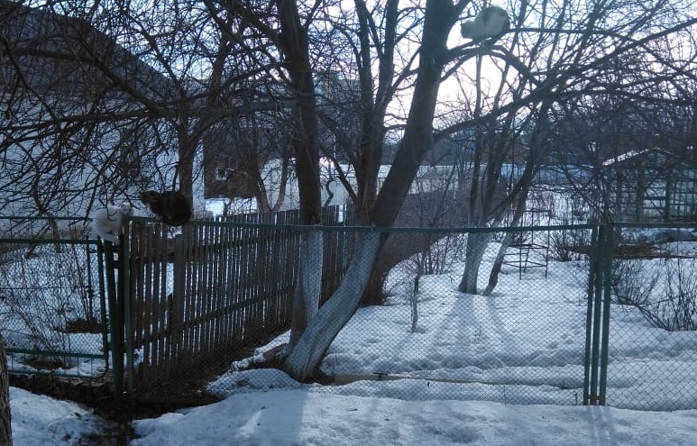 Мимимишная история: коты в начале апреля настроены на романтические отношения, а арамильцы любуются зверушками прямо из своих окон Мимимишная история: коты в начале апреля настроены на романтические отношения, а арамильцы любуются зверушками прямо из своих окон