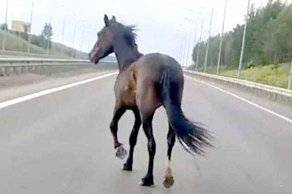 «Получилось отогнать в лес». Накануне на трассе под Сысертью спасли от фур перепуганного коня «Получилось отогнать в лес». Накануне на трассе под Сысертью спасли от фур перепуганного коня