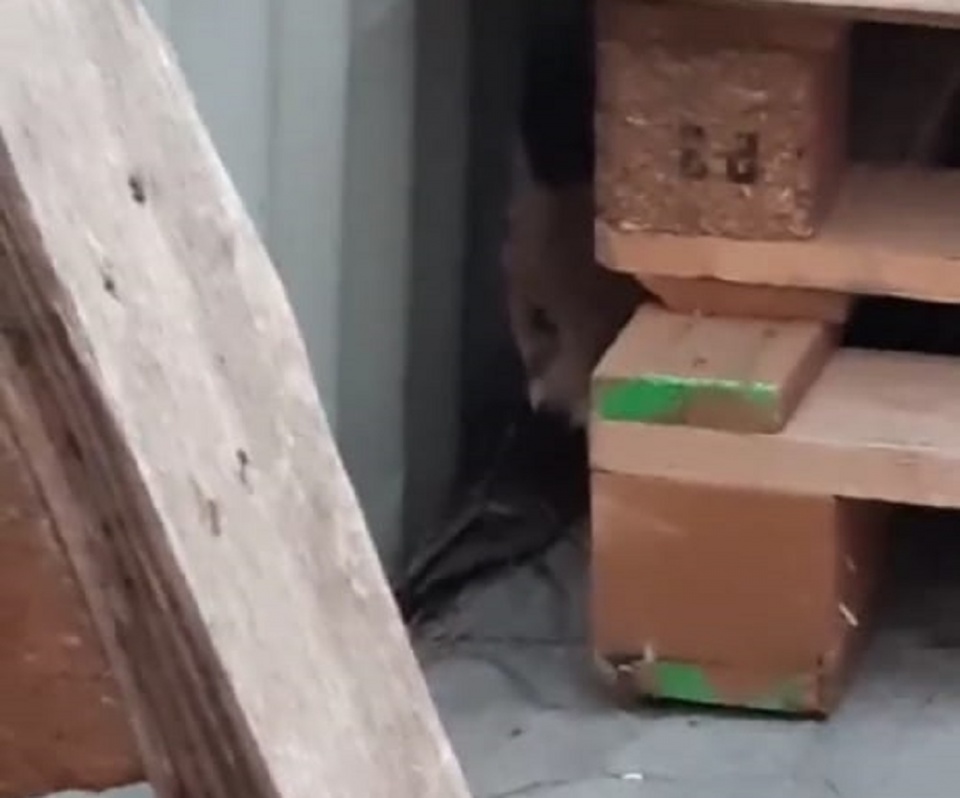 Мимимишная история: в частный дом в Арамиле прибежал лисенок и спрятался так, что хозяева не смогли его достать. «Надеемся, убежит сам»