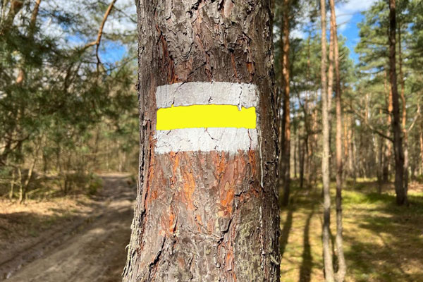 Закончена маркировка тропы “Сысертская сотня”: навигационные метки нанесли на 100 километров