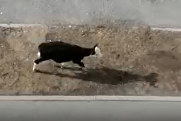 Мычит, суетится, волнуется. Заблудившегося теленка сняли жители арамильской многоэтажки — говорят, люди даже вышли его прикормить