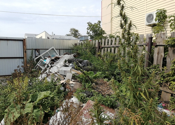 Невероятно, но факт. У здания администрации Арамиля на куче лежалого мусора выросла конопля высотой с человеческий рост Невероятно, но факт. У здания администрации Арамиля на куче лежалого мусора выросла конопля высотой с человеческий рост