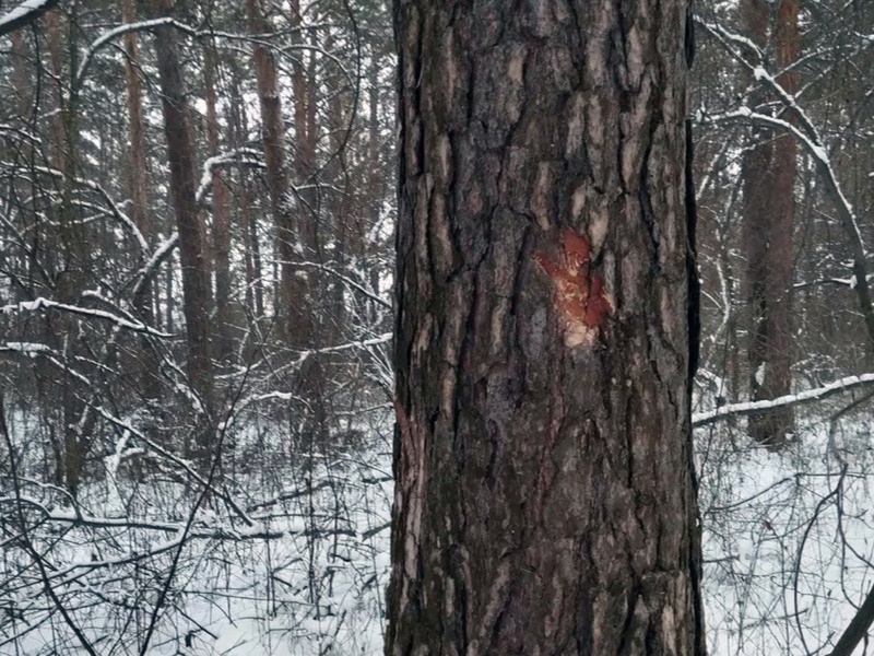 На лесном массиве у Арамиля кто-то массово повреждает лес, а жители не понимают, кто виноват | В Патрушах повреждены сосны на десяти тысячах квадратных метров леса