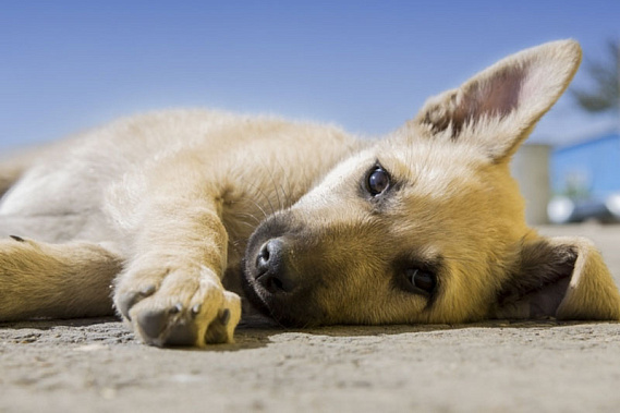 Ответственное решение - взять собаку на передержку | Уральцам рассказали, как передержка меняет жизни собак к лучшему